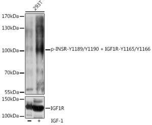 Phospho-INSR-Y1189/Y1190 + IGF1R-Y1165/Y1166 Rabbit pAb