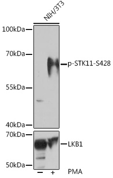 Phospho-STK11-S428 Rabbit pAb