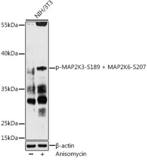 Phospho-MAP2K3-S189 + MAP2K6-S207 Rabbit pAb