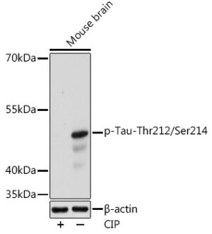 Phospho-Tau-Thr212/Ser214 Rabbit pAb