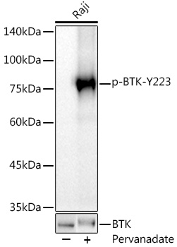 Phospho-BTK-Y223 Rabbit mAb