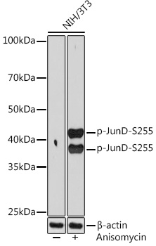 Phospho-JunD-S255 Rabbit mAb
