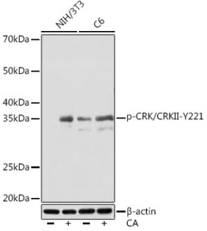 Phospho-CRK/CRKII-Y221 Rabbit mAb