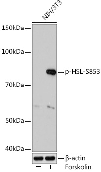 Phospho-HSL-S853 Rabbit mAb