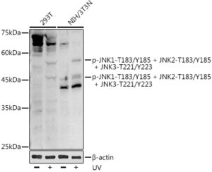 Phospho-JNK1-T183/Y185 + JNK2-T183/Y185 + JNK3-T221/Y223 Rabbit pAb