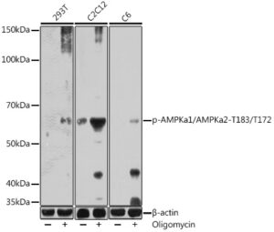 Phospho-AMPKa1/AMPKa2-T183/T172 Rabbit pAb