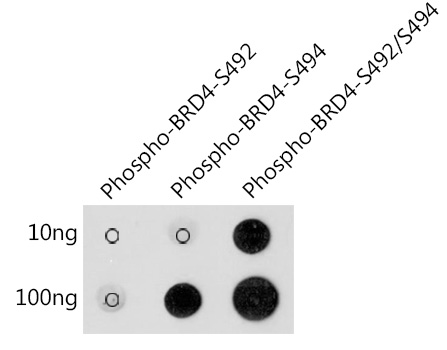 Phospho-BRD4-S492/S494 Rabbit pAb