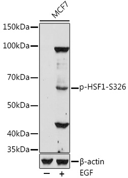 Phospho-HSF1-S326 Rabbit pAb