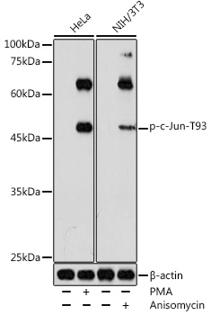 Phospho-c-Jun-T93 Rabbit pAb