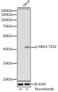 Phospho-MEK1-T292 Rabbit pAb