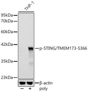 Phospho-STING/TMEM173-S366 Rabbit pAb