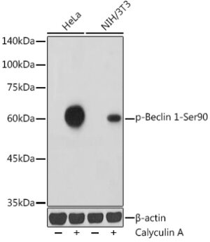 Phospho-Beclin 1-Ser90 Rabbit pAb