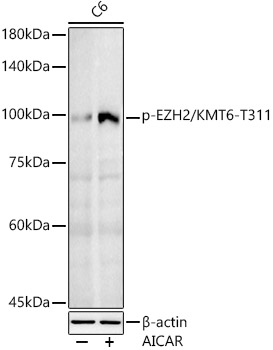 Phospho-EZH2/KMT6-T311 Rabbit pAb