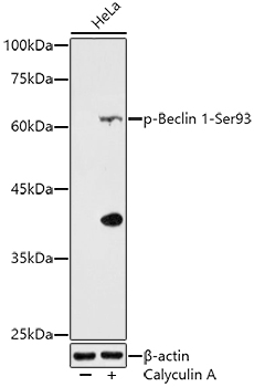 Phospho-Beclin 1-Ser93 Rabbit pAb