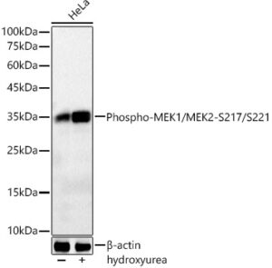 Phospho-CDK1-Y15 Rabbit mAb
