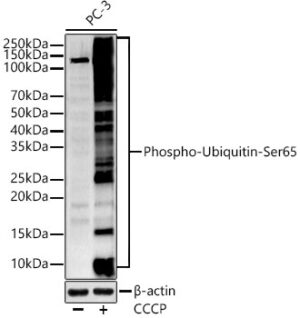 Phospho-Ubiquitin-Ser65 Rabbit pAb
