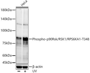 Phospho-p90Rsk/RSK1/RPS6KA1-T348 Rabbit pAb
