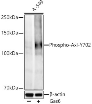Phospho-Axl-Y702 Rabbit mAb