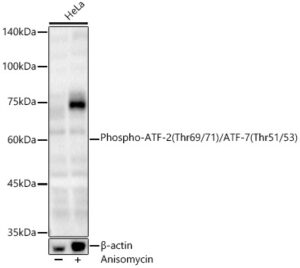 Phospho-ATF-2 (Thr69/71)/ATF-7 (Thr51/53) Rabbit pAb