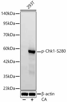 Phospho-Chk1-S280 Rabbit mAb