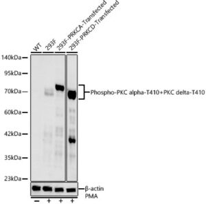 Phospho-PKC alpha-T410+PKC delta-T410 Rabbit mAb