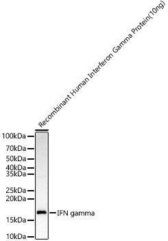 IFN gamma Rabbit pAb