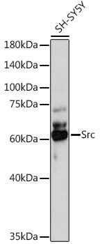 Src Rabbit pAb
