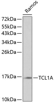 TCL1A Rabbit pAb
