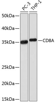 CD8A Rabbit mAb