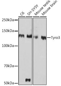 Tyro3 Rabbit mAb