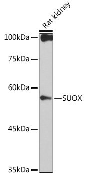 SUOX Rabbit mAb