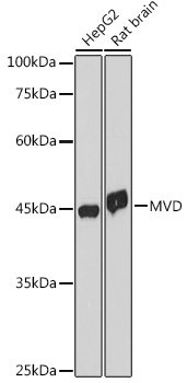 MVD Rabbit mAb