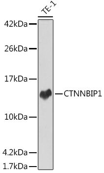 CTNNBIP1 Rabbit mAb