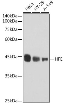 HFE Rabbit mAb