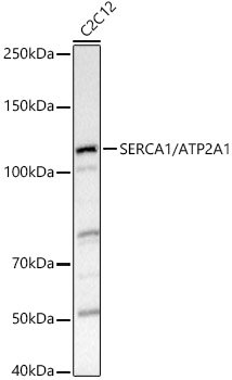 SERCA1/ATP2A1 Rabbit pAb