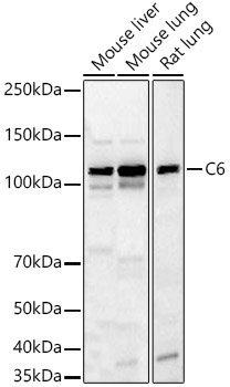 C6 Rabbit pAb