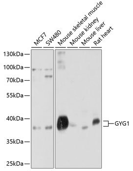 GYG1 Rabbit pAb