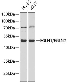 EGLN1/EGLN2 Rabbit pAb