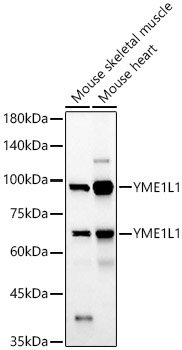 YME1L1 Rabbit pAb