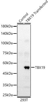 TBX19 Rabbit pAb