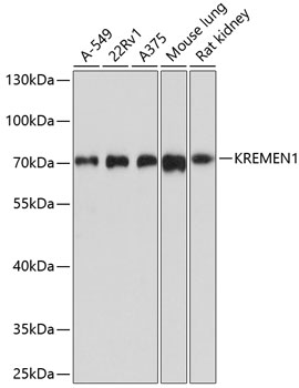 KREMEN1 Rabbit pAb
