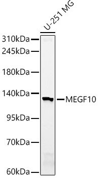 MEGF10 Rabbit pAb