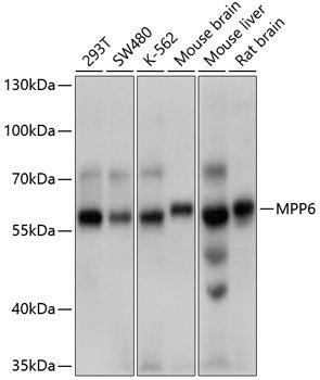 MPP6 Rabbit pAb