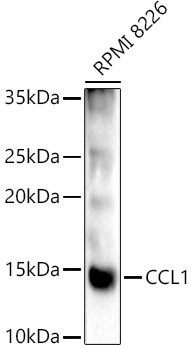 CCL1 Rabbit pAb