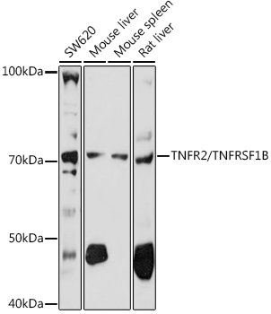 TNFR2/TNFRSF1B Rabbit pAb