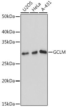 GCLM Rabbit mAb