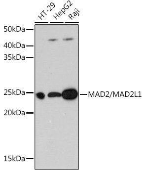 MAD2/MAD2L1 Rabbit mAb