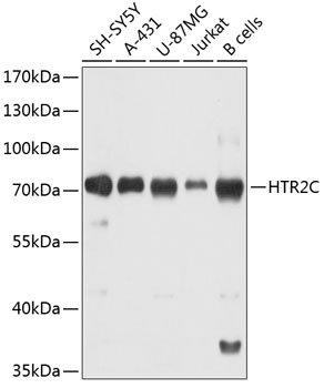 HTR2C Rabbit pAb