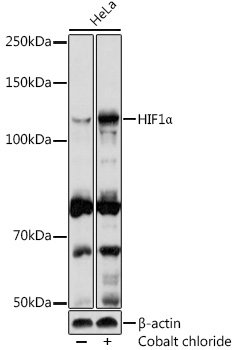 HIF1α Rabbit pAb