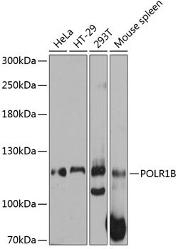 POLR1B Rabbit pAb